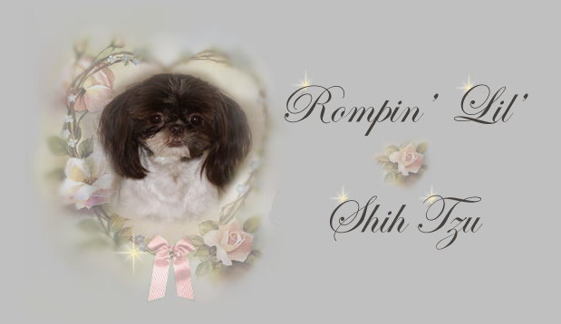 Tiny Chinese Imperial Shih Tzu Kyle pedigree